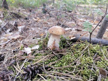 Yazın sihirli çam ormanı