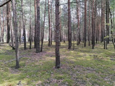 Yazın sihirli çam ormanı