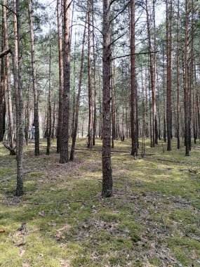 Yazın sihirli çam ormanı