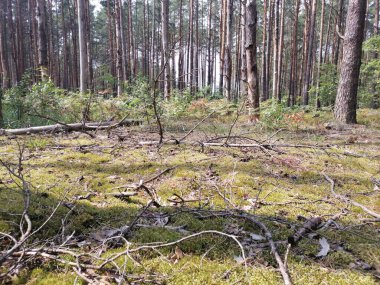Yazın sihirli çam ormanı