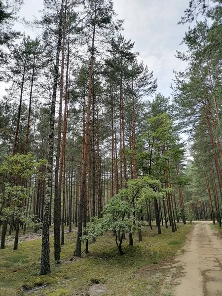 Floresta Pinheiro Mágico Verão — Fotografia de Stock