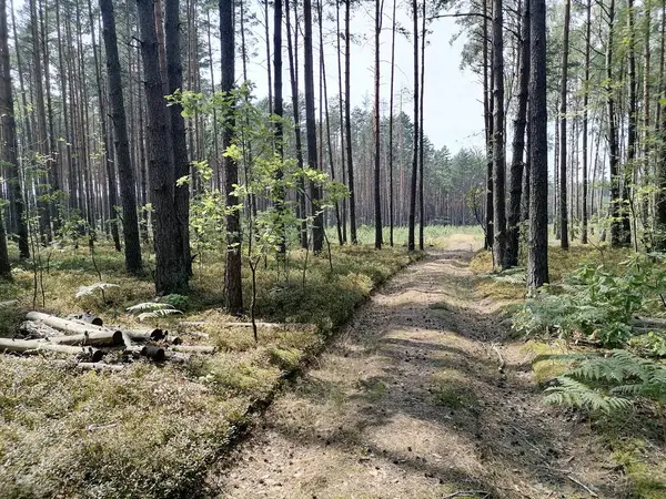 Floresta Pinheiro Mágico Verão — Fotografia de Stock