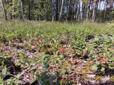 Yazın sihirli çam ormanı