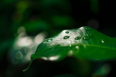 su yapraklara düşer.