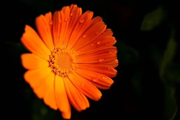 Oranžová Gerber Sedmikráska Kapkou Vody — Stock fotografie