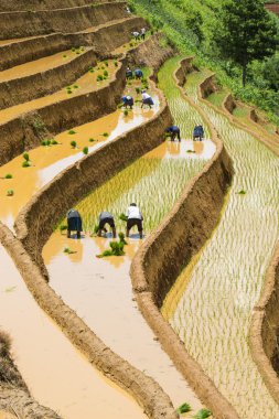 growing rice in Mu Cang Chai, Yen Bai, Vietnam clipart