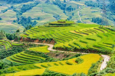 Vietnam pirinç terasları