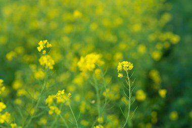 çiçekler reformu kadınla