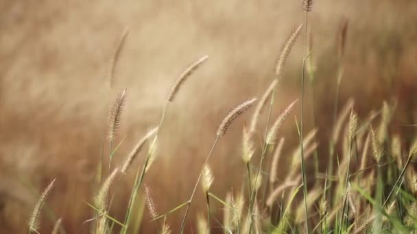 Campo de flores de grama no pôr do sol . — Vídeo de Stock