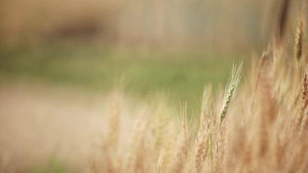 Bloem grasveld op zonsondergang. — Stockvideo