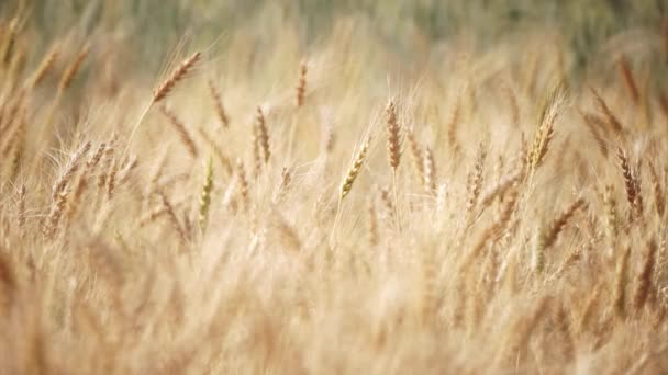 Champ de fleurs d'herbe sur le coucher du soleil . — Video