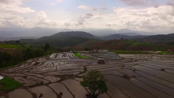 Campo de arroz de tiro aéreo en Chiang Mai, Tailandia — Vídeos de Stock