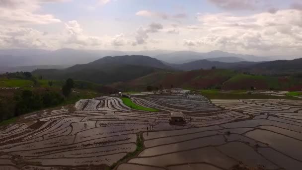 Luchtfoto Shot rijst veld in Chiang Mai, Thailand — Stockvideo