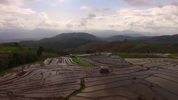 Luftaufnahme Reisfeld bei Chiang Mai, Thailand — Stockvideo