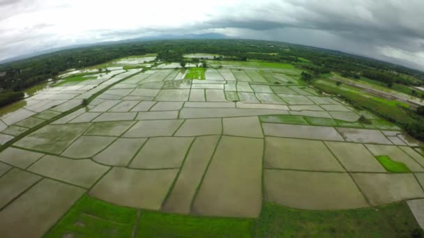 Luftaufnahme Reisfeld. — Stockvideo