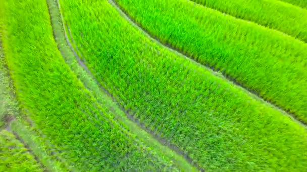 Rice Terraces Aerial Shot at north of Thailand. 4K — Stock Video