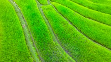 Pirinç terasları hava atış kuzeyinde Tayland. 4k