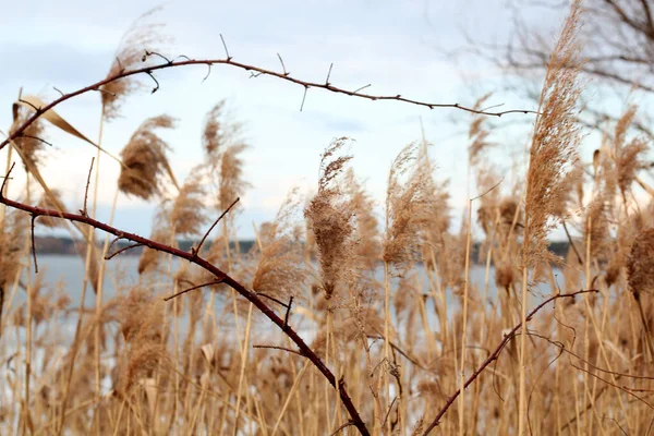 Common reed Phragmites australis on the lake, cosmopolitan species during winter, reed bed, reed seeds. Golden reed grass in the late sun. — Stock Photo, Image
