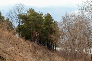 Yolun kenarındaki bahar ormanı, koyu yaprak döken ağaçların arasında uzun yeşil çayırlıklar, su birikintilerinde buz, açık güneşli bir Mart günü. Ormanda İlkbahar Başları