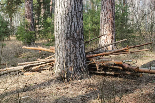 Piccoli alberi appena abbattuti nel bosco — Foto Stock
