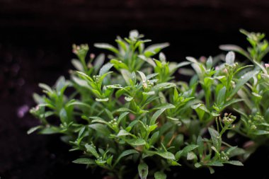 Lobularia maritima veya beyaz çiçekli Alyssum maritimum bitkisi. Çiçek tohumları, saksıdaki çiçekler..