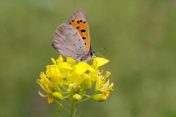 Papillon sur fleur — Photo