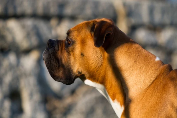 Boxer Köpek portre