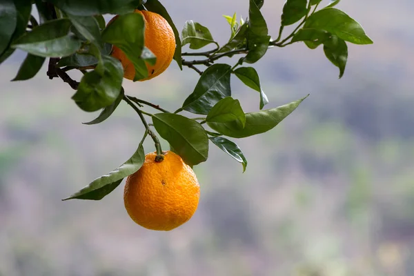 Orange adlı doğal