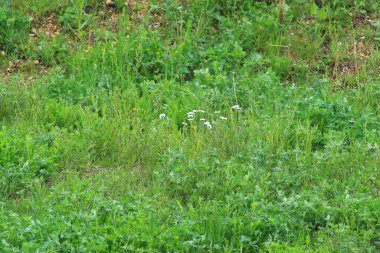 Yağmurlu bir günde yeşil bitki örtüsü