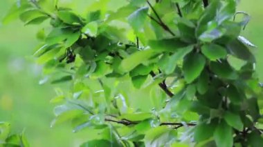 yeşil bitki yağmurlu bir bahar gününde