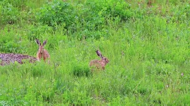 Conejos Marrones Salvajes Comiendo Hierba — Vídeos de Stock