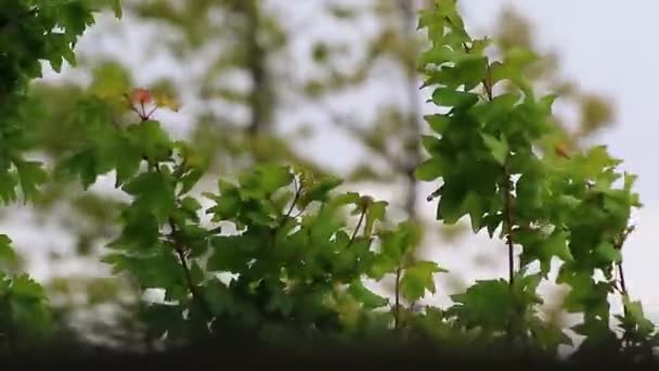 Grön Vegetation Vårregnig Dag — Stockvideo
