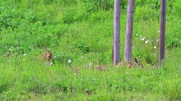 Lapins Bruns Sauvages Mangeant Herbe — Video