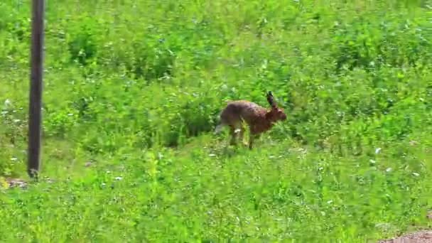 野生の茶色のウサギが草を食べて — ストック動画