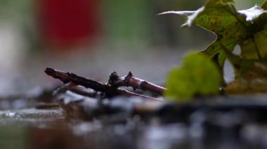 Sonbahar yaprakları ve yağmur damlalı bitki örtüsü