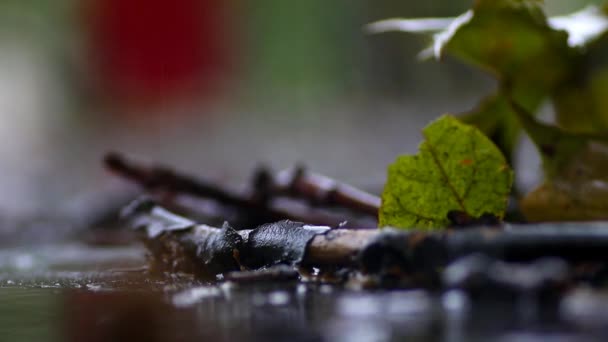 秋の葉と雨の降る植生 — ストック動画