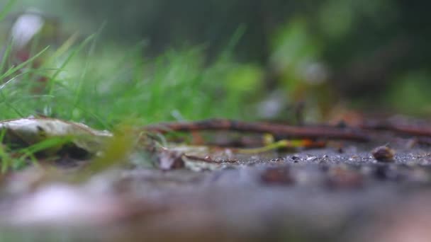 秋の葉と雨の降る植生 — ストック動画