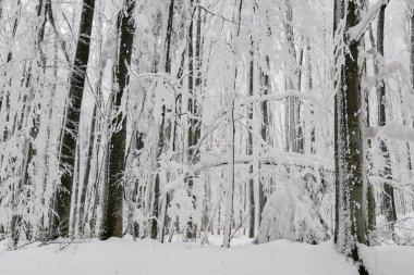 Dağ ormanları sisli bir kış gününde