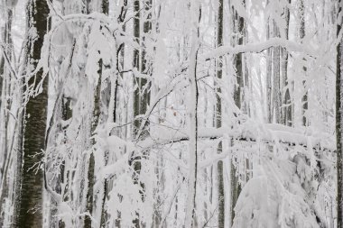 Dağ ormanları sisli bir kış gününde