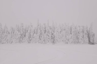 Dağ ormanları sisli bir kış gününde