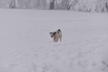 Soğuk bir kış. Şiddetli karla kaplı ağaçlar. Ağaçlarda kar figürleri. Köpekler karda oynuyor.