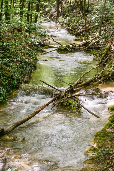 Rapids Forest Stream Susara River Romania Cascadas Corriente Del Río — Foto de Stock