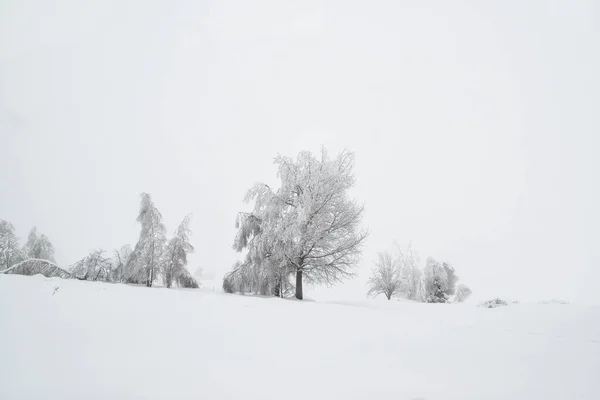 Hegyvidéki Erdő Táj Ködös Téli Napon — Stock Fotó