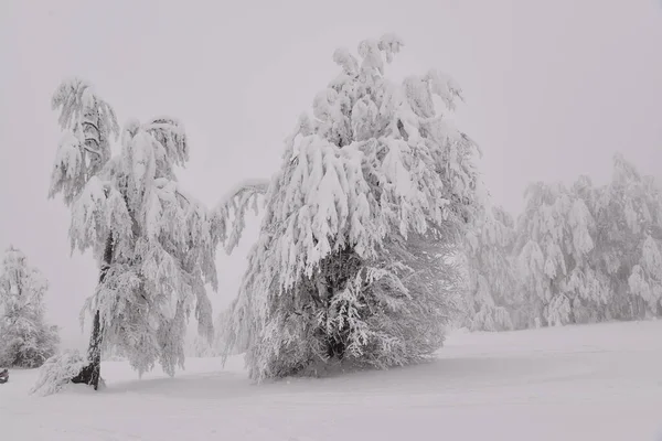 Dağ Ormanları Sisli Bir Kış Gününde — Stok fotoğraf