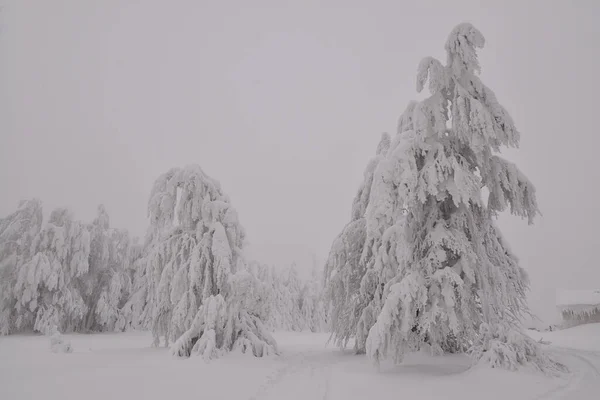 Paesaggio Forestale Montagna Una Giornata Invernale Nebbiosa — Foto Stock