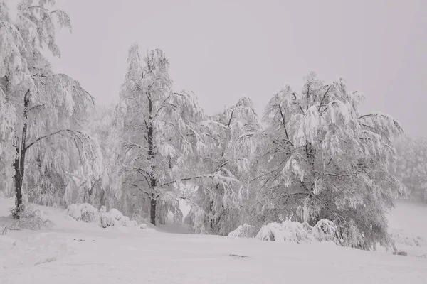 Hegyvidéki Erdő Táj Ködös Téli Napon — Stock Fotó