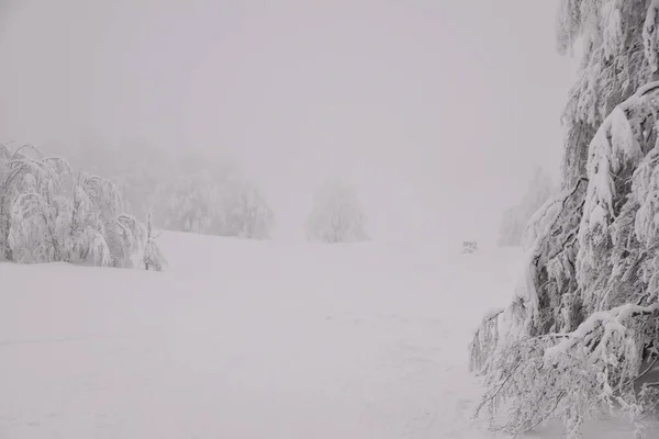 Paisaje Del Bosque Montaña Día Invierno Brumoso —  Fotos de Stock