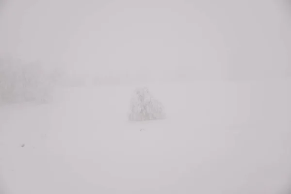 Paesaggio Forestale Montagna Una Giornata Invernale Nebbiosa — Foto Stock