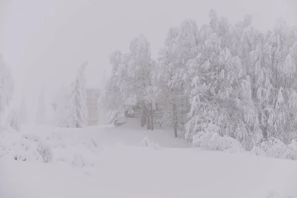 Dağ Ormanları Sisli Bir Kış Gününde — Stok fotoğraf