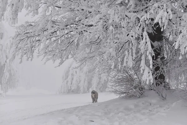 Frosty winter. Trees covered by heavy snow. Snow figures on trees. Dogs are playing in the snow